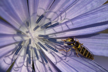 Gewöhnliche Langbauchschwebfliege in einer Blüte der Gemeinen Wegwarte