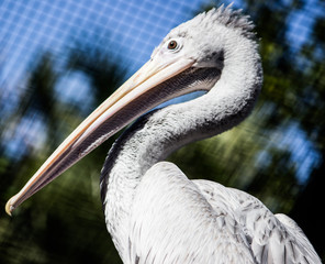 this is a pelican bird 