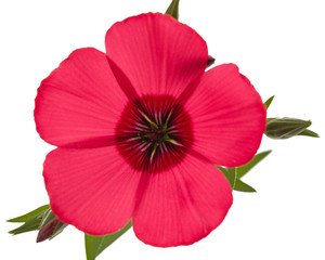 Red flower of flax, isolated on white background