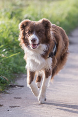 portrait of Border Collie dog on a walk in belgium
