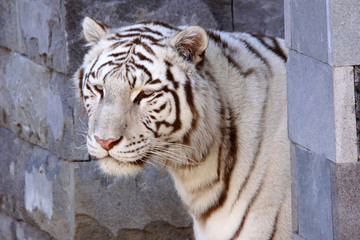 tigre blanc rayé noir