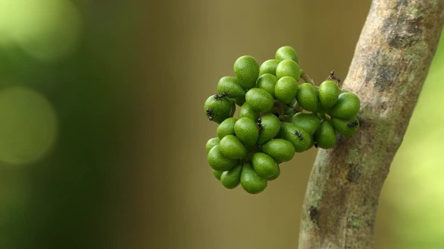 Black ant walking through the herb yanang tree look for food.4k