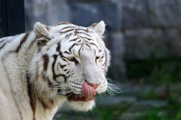 tigre blanc se laiche les babines