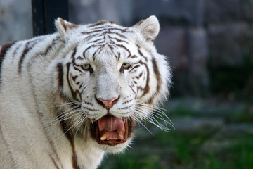 tigre blanc en train de bailler