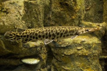  Florida gar (Lepisosteus platyrhincus).