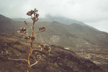 Dried up seedhead on tall flower spike of Agave Americana (Century Plant) in the ravine of Barranco...