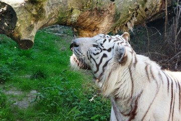 Tigre blanc royal