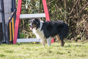portrait of Border Collie dog on a walk in belgium