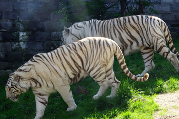 Fototapeta na wymiar Deux tigres blancs royaux