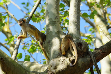 groupe de Saïmiris dans un arbre