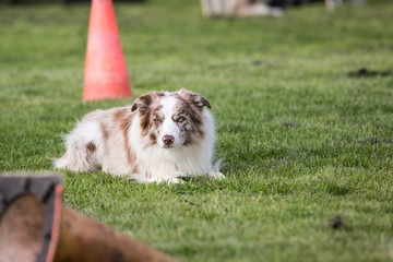 portrait of Border Collie dog on a walk in belgium