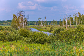 Fototapeta premium A small river channel, overgrown with various kinds of plants in the background of a field with a lot of birches