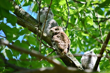 Young Eastern Screech Owls - Owlets with adult