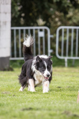 portrait of Border Collie dog on a walk in belgium