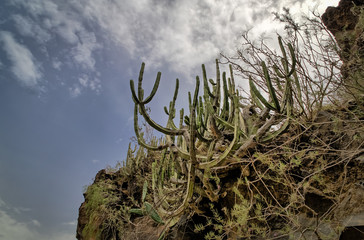 A Canary Island spurge (Euphorbia canariensis or cardón) cactus like succulent from underneath,...
