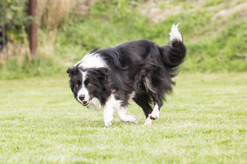 portrait of Border Collie dog on a walk in belgium