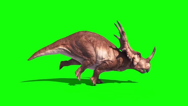 Styracosaurus Triceratops Run Side Static Loop Dinosaurs Jurassic Green Screen