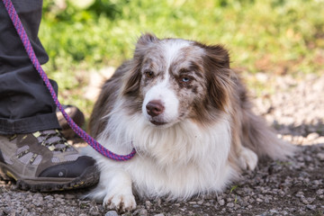 portrait of Border Collie dog on a walk in belgium