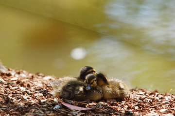 poussins proche de l'eau © JC DRAPIER
