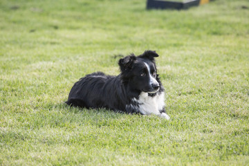 portrait of Border Collie dog on a walk in belgium