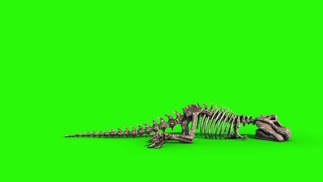 TRex Skeleton Die Side Jurassic World 3D Rendering green Screen