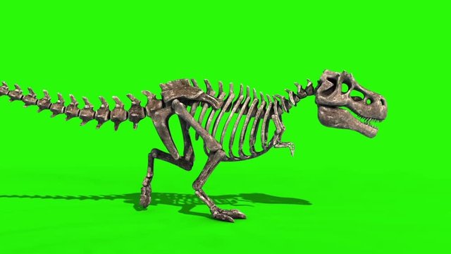 TRex Skeleton Walk Side Jurassic World 3D Rendering green Screen