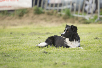 portrait of Border Collie dog on a walk in belgium