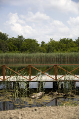 Fototapeta na wymiar Wooden foothpath on the pond