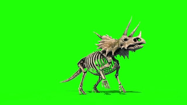 Triceratops Skeleton Attacks Front Jurassic World Green Screen 3D Rendering Animation
