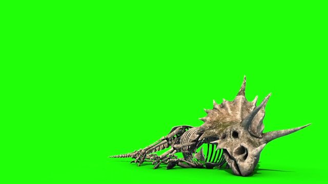 Triceratops Skeleton Dies Jurassic World Green Screen 3D Rendering Animation
