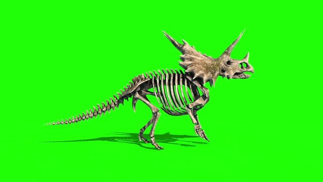Triceratops Skeleton Attacks Side Jurassic World Green Screen 3D Rendering Animation