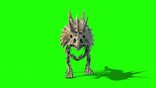Triceratops Skeleton Walkcycle Front Jurassic World Green Screen 3D Rendering Animation