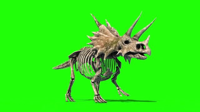 Triceratops Skeleton Walkcycle Jurassic World Green Screen 3D Rendering Animation