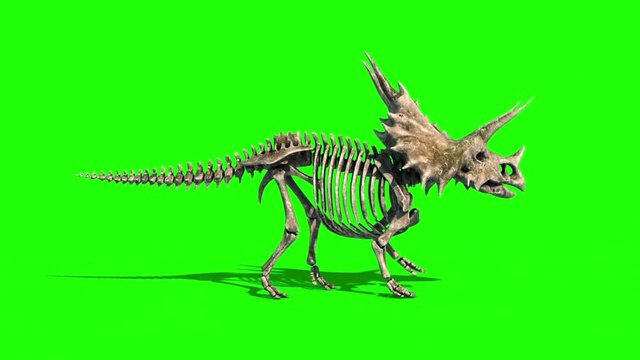 Triceratops Skeleton Walkcycle Side Jurassic World Green Screen 3D Rendering Animation