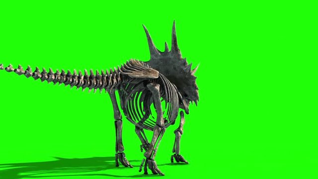 Triceratops Skeleton Walks Back Jurassic World Green Screen 3D Rendering Animation