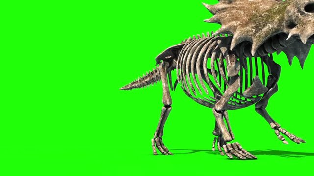 Triceratops Skeleton Walks Front Jurassic World Green Screen 3D Rendering Animation