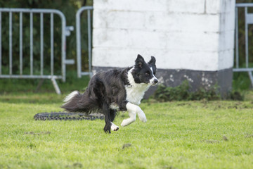 portrait of Border Collie dog on a walk in belgium