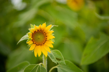 sunflower in the garden