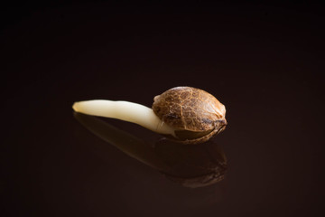 cannabis grow macro cannabis seeds, root on a black background
