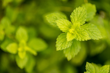 fresh mint leaves