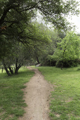 dirt road through a mountain forest on a cloudy day
