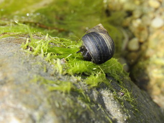A beautiful black and white striped periwinkle snail crawling on seaweed during low tide 