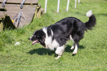 portrait of Border Collie dog on a walk in belgium