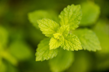 fresh mint leaves © Iliya Mitsk