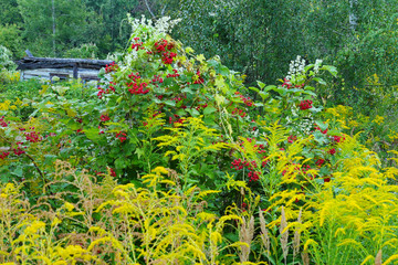 Huge branches of red viburnum in thickets of a bush against a background of an old small house and green foliage