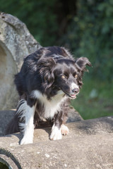 portrait of Border Collie dog on a walk in belgium