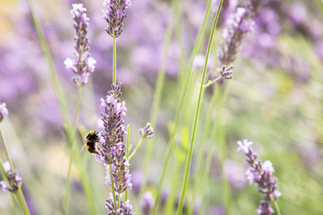 Honey bee isolated, gathering pollen from lavender flowers.