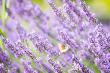Hummingbird hawk moth…Macroglossum stellatarum