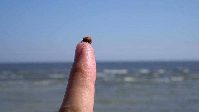 Ladybug flies away off a finger HD