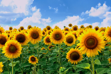 A beautiful picture of a field with bright yellow dark sunflowers with green leaves against a blue...
